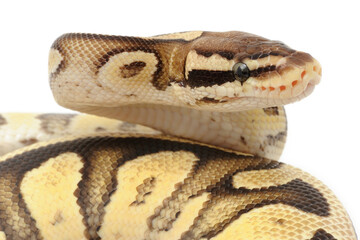 Obraz premium Ball python (Python regius) on a white background