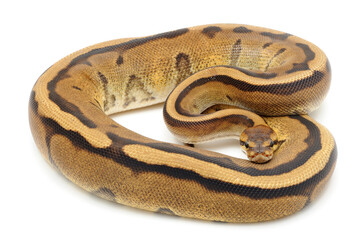 Ball python (Python regius) on a white background