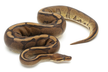 Ball python (Python regius) on a white background