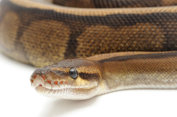 Ball python (Python regius) on a white background