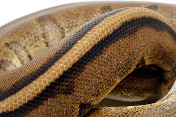Obraz premium Ball python (Python regius) on a white background