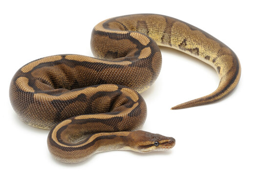 Ball python (Python regius) on a white background
