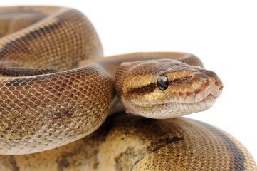 Ball python (Python regius) on a white background