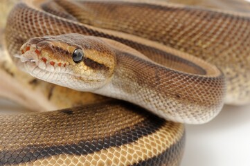 Obraz premium Ball python (Python regius) on a white background