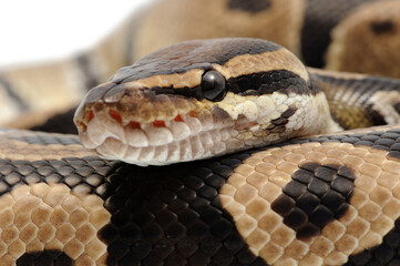 Ball python (Python regius) on a white background