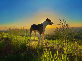 Dog in field