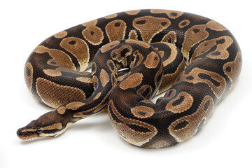 Fototapeta premium Ball python (Python regius) on a white background