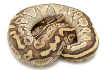 Ball python (Python regius) on a white background
