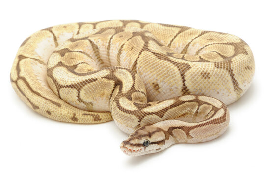 Ball python (Python regius) on a white background