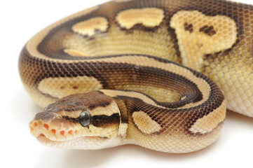 Ball python (Python regius) on a white background