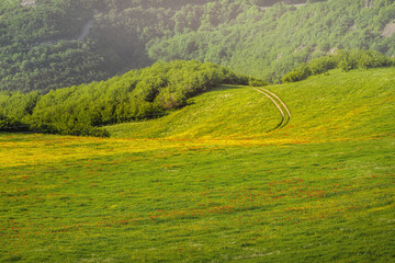 Fototapeta premium A pastoral landscape in the countryside - a dirt track and a lush meadow with colorful wildflowers in a mountain valley at spring