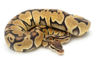 Ball python (Python regius) on a white background - Powered by Adobe
