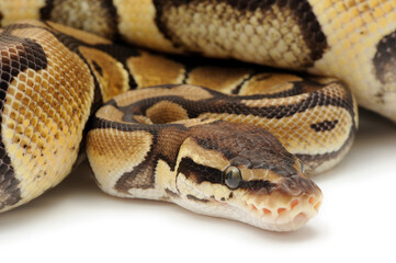 Ball python (Python regius) on a white background