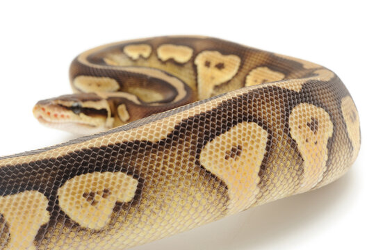 Ball python (Python regius) on a white background