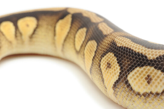 Ball python (Python regius) on a white background