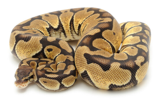 Ball python (Python regius) on a white background