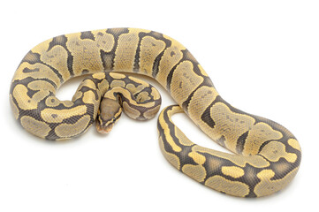 Ball python (Python regius) on a white background