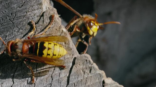 European hornet (Vespa crabro) at nest, wasp swarming at the tree in garden