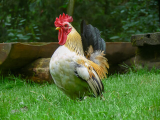 Proud rooster