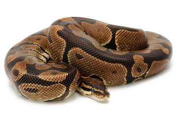 Ball python (Python regius) on a white background