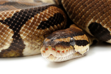 Ball python (Python regius) on a white background