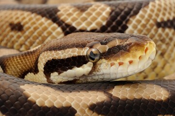 Obraz premium Ball python (Python regius) on a white background