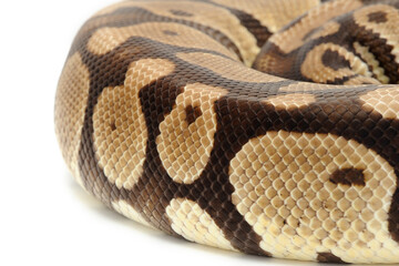 Ball python (Python regius) on a white background