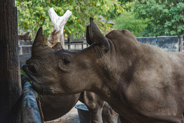 A close up photo of an white rhino or rhinoceros with including of face, horn and eye. South Africa   © czchampz