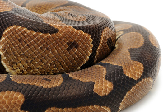 Ball python (Python regius) on a white background