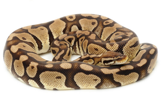 Ball python (Python regius) on a white background