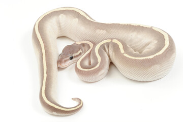 Ball python (Python regius) on a white background