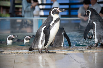 Obraz premium African adorable penguin or Spheniscus demersus also known as the jackass penguin and black-footed penguin. which stay in African. 
