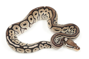 Ball python (Python regius) on a white background