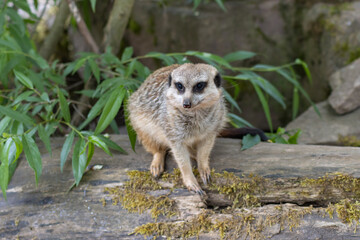 Naklejka na ściany i meble The meerkat (Suricata suricatta), also called Surikate or outdated Scharrtier, is a species of mammal from the mongoose family (Herpestidae).