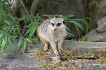 The meerkat (Suricata suricatta), also called Surikate or outdated Scharrtier, is a species of mammal from the mongoose family (Herpestidae).