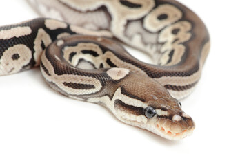 Ball python (Python regius) on a white background