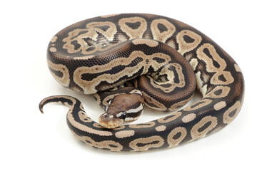 Fototapeta premium Ball python (Python regius) on a white background