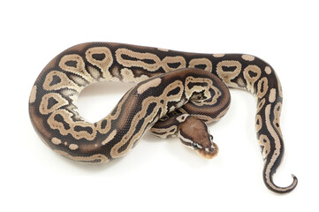 Fototapeta premium Ball python (Python regius) on a white background