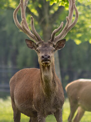 The king of the woods: European red deer (Cervus elaphus elaphus)