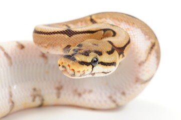 Ball python (Python regius) on a white background