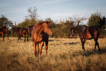 Naklejka na ściany i meble Herd of horses on autumn pasture. Animal farm. Red horse