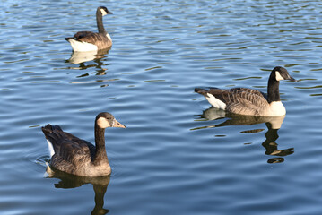 Canada goose in the lake on a warm summer day.