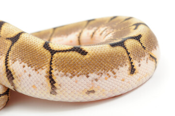 Obraz premium Ball python (Python regius) on a white background