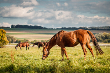 Herd of horses grazing grass on pasture. Animal farm. Red horse