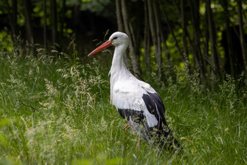 A white stork (Ciconia ciconia) standing in a meadow