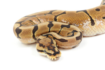 Ball python (Python regius) on a white background