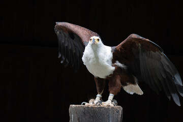 The fish eagle (Haliaeetus vocifer) looks very similar to the bald eagle