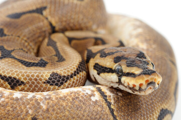 Ball python (Python regius) on a white background