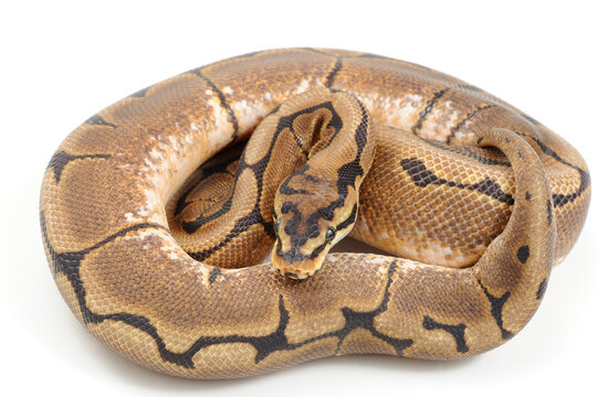 Ball python (Python regius) on a white background