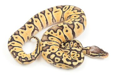 Ball python (Python regius) on a white background